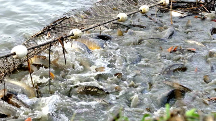 fish breeding