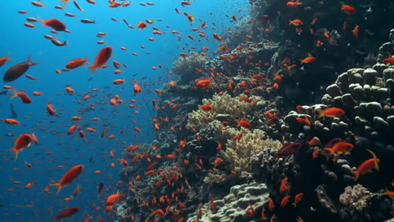 marine life