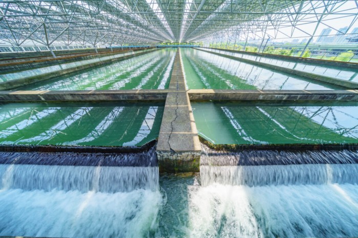 Water plant
